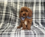 Small #2 Cavapoo