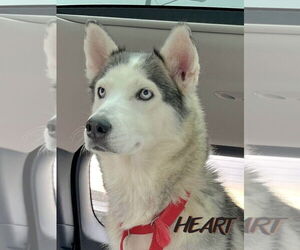 Siberian Husky Dogs for adoption in Severn, MD, USA