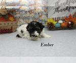 Small #8 Poodle (Toy)