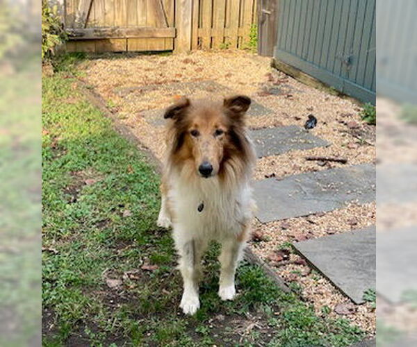 Medium Photo #2 Collie Puppy For Sale in Chantilly, VA, USA