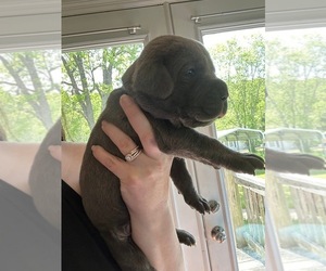 Cane Corso Puppy for sale in PALMYRA, VA, USA