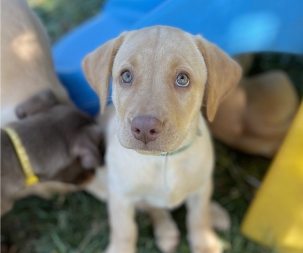 Medium Photo #2 Labrador Retriever Puppy For Sale in ASHEVILLE, NC, USA