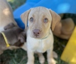 Small Photo #2 Labrador Retriever Puppy For Sale in ASHEVILLE, NC, USA