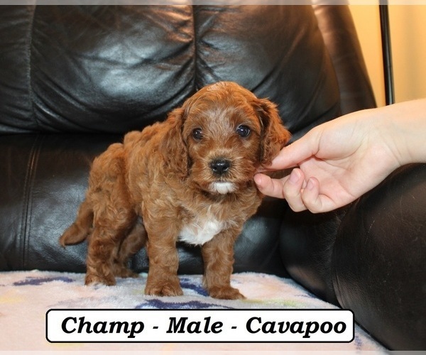 Medium Photo #5 Cavapoo (Miniature) Puppy For Sale in CLARKRANGE, TN, USA
