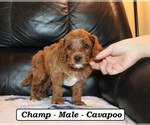 Small #4 Cavapoo (Miniature)