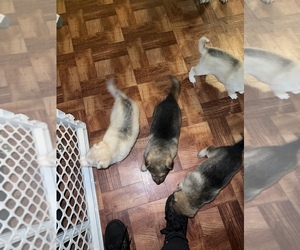 German Shepherd Dog-Siberian Husky Mix Puppy for sale in RESEDA, CA, USA
