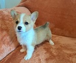 Puppy Chedder Pembroke Welsh Corgi