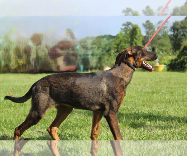Medium Photo #2 Doberman Pinscher Puppy For Sale in Holly Hill, SC, USA