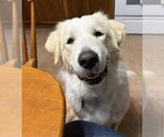Small #5 Great Pyrenees