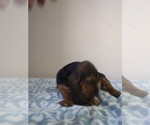 Small Photo #10 Basset Hound Puppy For Sale in PETERSBURG, IN, USA