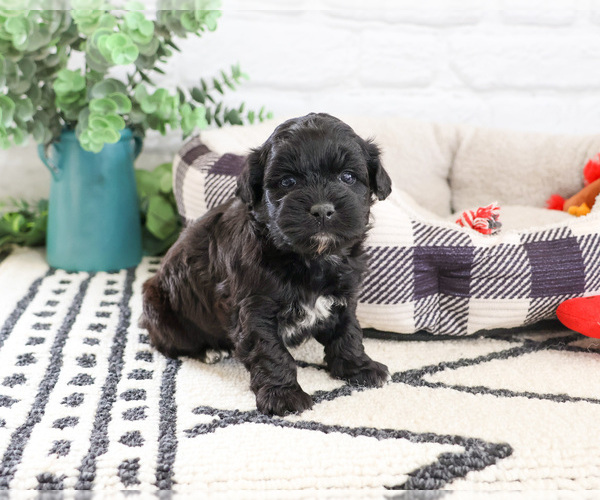 Medium Photo #5 Shih-Poo Puppy For Sale in SYRACUSE, IN, USA
