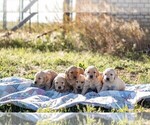 Small Photo #44 Golden Retriever Puppy For Sale in BYERS, CO, USA