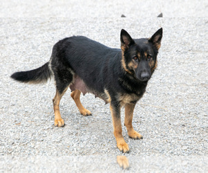 Mother of the German Shepherd Dog puppies born on 08/08/2025