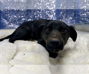 Mutt Dogs for adoption in Clarkesville, GA, USA