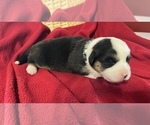Small Photo #14 Cardigan Welsh Corgi Puppy For Sale in DEARBORN, MO, USA