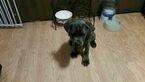 Small Photo #2 Cane Corso Puppy For Sale in DENVER, CO, USA