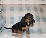 Small #8 Dachshund