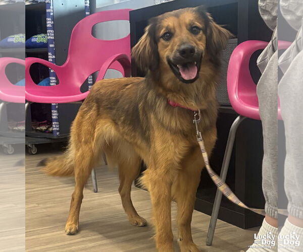 Medium Photo #1 Australian Shepherd-Unknown Mix Puppy For Sale in Washington, DC, USA