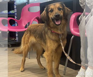 Australian Shepherd-Unknown Mix Dogs for adoption in Washington, DC, USA