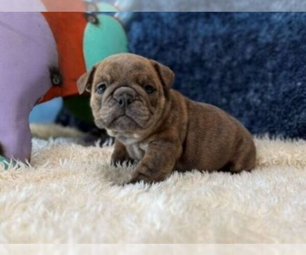 Medium Photo #1 English Bulldog Puppy For Sale in OOLOGAH, OK, USA