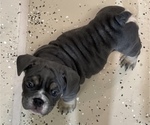 Small Photo #7 English Bulldog Puppy For Sale in BUCKEYE, AZ, USA