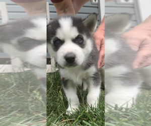 Siberian Husky Puppy for Sale in WARREN, Ohio USA