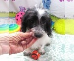 Small #2 Chiweenie-Poodle (Toy) Mix