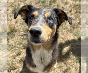 Medium Australian Shepherd Mix