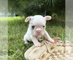 Small #1 French Bulldog
