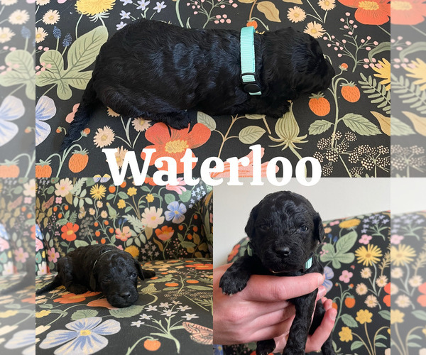 Medium Photo #2 Goldendoodle (Miniature) Puppy For Sale in NASHVILLE, TN, USA