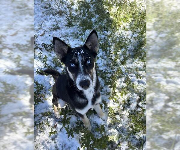 Medium Photo #1 Siberian Husky-Unknown Mix Puppy For Sale in Pasadena, TX, USA