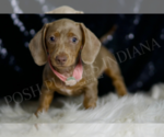 Small #1 Dachshund