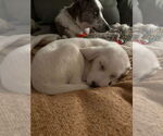 Small Photo #7 Great Pyrenees-Unknown Mix Puppy For Sale in Grafton, WI, USA