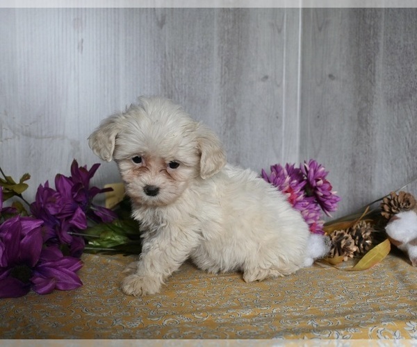 Medium Photo #2 Cavachon Puppy For Sale in DRESDEN, OH, USA