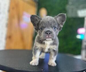 French Bulldog Puppy for sale in BURBANK, CA, USA