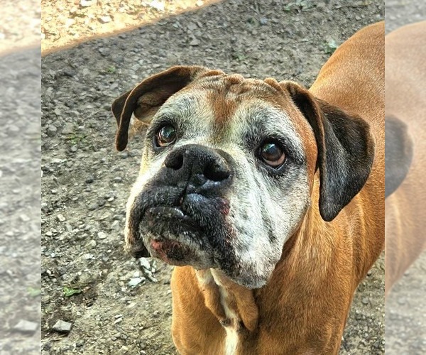 Medium Photo #3 Boxer Puppy For Sale in Burnsville, MN, USA