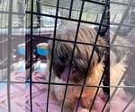 Small Photo #5 Lhasa Apso-Unknown Mix Puppy For Sale in New York, NY, USA