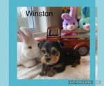Puppy Puppy 1 Winston Yorkshire Terrier