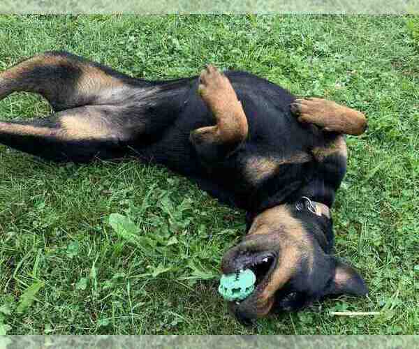 Medium Photo #3 Rottweiler Puppy For Sale in BUFFALO, NY, USA