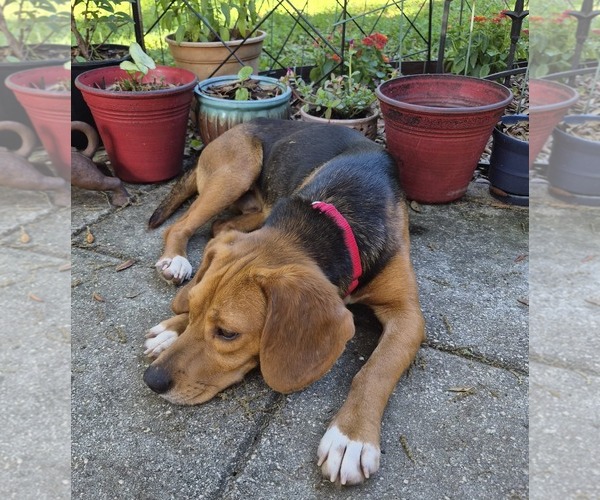 Medium Photo #13 Beagle Puppy For Sale in Dunnellon, FL, USA