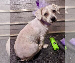 Maltese-Poodle (Toy) Mix Dogs for adoption in Santa Clarita, CA, USA
