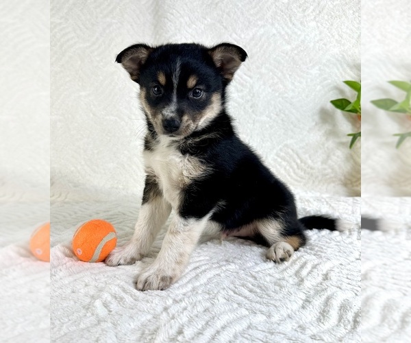 Medium Photo #1 Miniature Australian Shepherd-Pomsky Mix Puppy For Sale in GREENFIELD, IN, USA