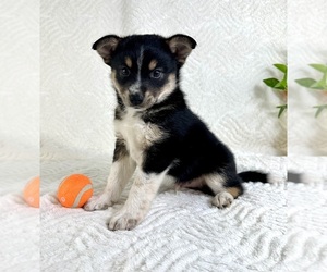 Miniature Australian Shepherd-Pomsky Mix Puppy for sale in GREENFIELD, IN, USA