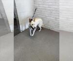Small German Shepherd Dog Mix