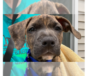 American Pit Bull Terrier-Labrador Retriever Mix Dogs for adoption in Brewster, NY, USA