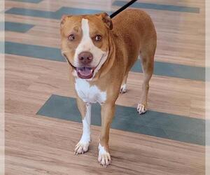 Mutt Dogs for adoption in Baytown, TX, USA