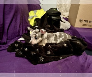 Rat Terrier Puppy for sale in ZEPHYRHILLS, FL, USA