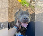 Small #9 American Pit Bull Terrier