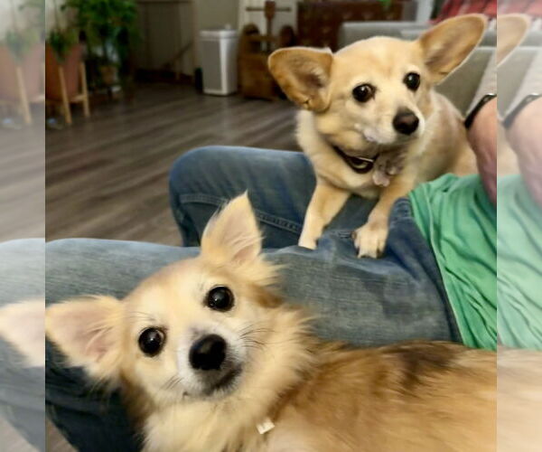 Medium Photo #14 Pomeranian-Unknown Mix Puppy For Sale in Fargo, ND, USA