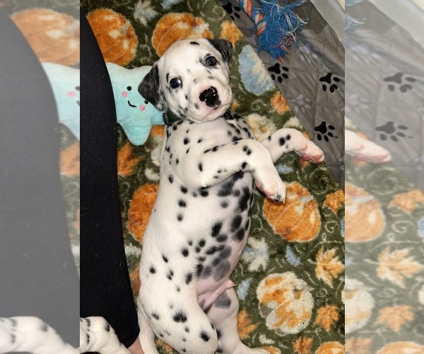 Medium Photo #12 Dalmatian Puppy For Sale in PHOENIX, AZ, USA